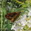 Peck's Skipper 