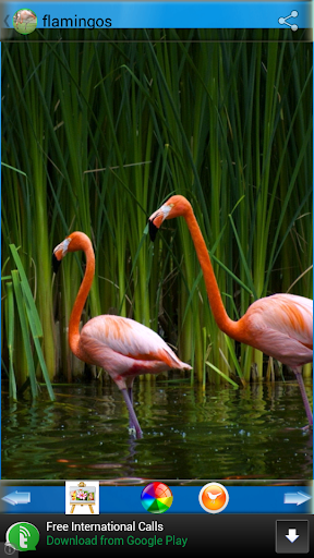 免費下載娛樂APP|Flamingo Wallpapers app開箱文|APP開箱王