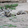 South African Bat-eared Fox