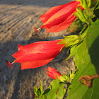 Lipstick flower