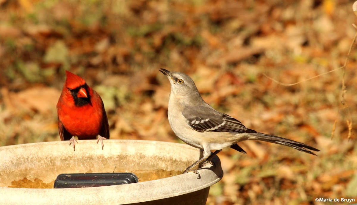 Northern mockingbird and Northern cardinal