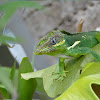The knight anole