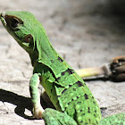 Mexican Spiny-tailed Iguana (juvenile)