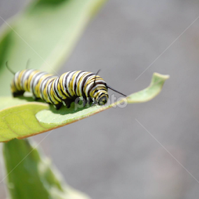This Baby made it to CTV NEWS  PICTURE OF THE DAY. by Debbie Annable Carr - Animals Insects & Spiders