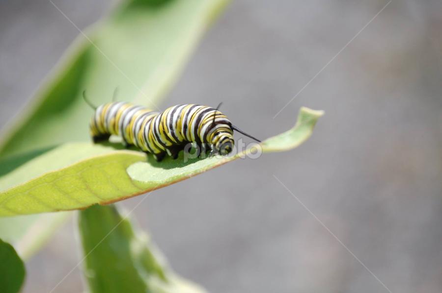This Baby made it to CTV NEWS  PICTURE OF THE DAY. by Debbie Annable Carr - Animals Insects & Spiders