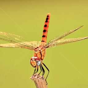 by Rajeev Pal - Animals Insects & Spiders