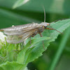 Stonefly