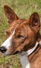 Basenjis Jigsaw Puzzle APK Download for Android