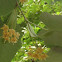 Tilia (linden, lime tree)