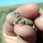 desert horned lizard