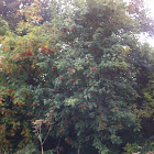 Rowan tree