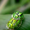 Green Tortoise Beetle Mating