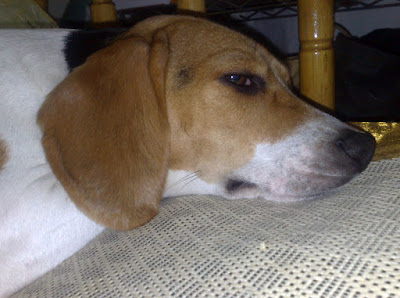 [DOG]令人餘悸猶存的豆豆怪異行為！ - 阿祥的網路筆記本