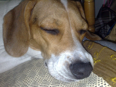 [DOG]令人餘悸猶存的豆豆怪異行為！ - 阿祥的網路筆記本