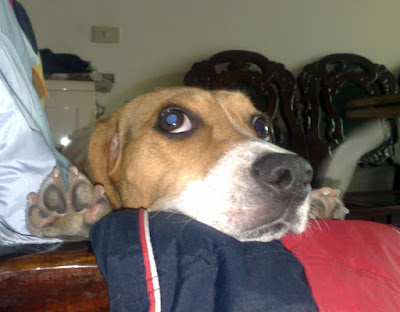 [DOG]令人餘悸猶存的豆豆怪異行為！ - 阿祥的網路筆記本