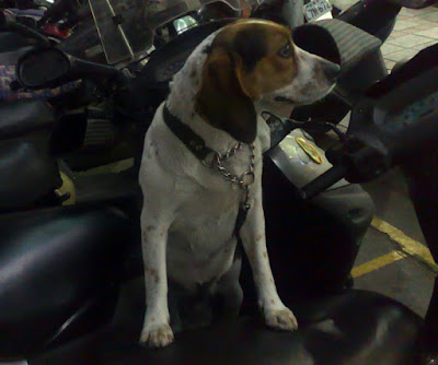 [DOG]家樂福門口等主人回來的米格魯！ - 阿祥的網路筆記本