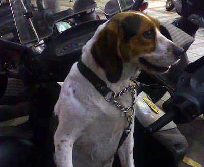 [DOG]家樂福門口等主人回來的米格魯！ - 阿祥的網路筆記本