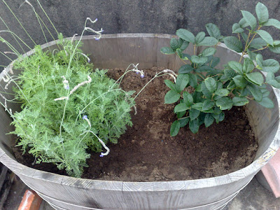 [雜談]桂香常伴憶往事。 - 阿祥的網路筆記本