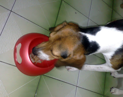 [DOG]紅豆也要吃烤肉！ - 阿祥的網路筆記本