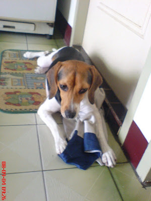 [Dog]紅豆喜歡我的球褲！ - 阿祥的網路筆記本