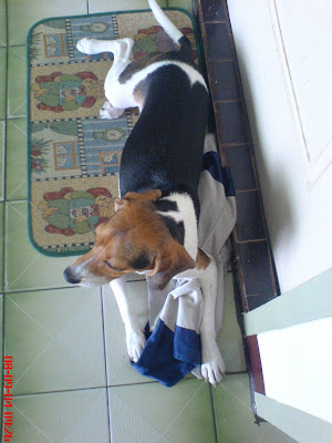 [Dog]紅豆喜歡我的球褲！ - 阿祥的網路筆記本