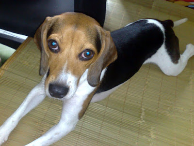 [DOG]紅豆的大老闆坐姿！ - 阿祥的網路筆記本