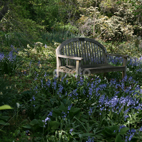 Bench amongst wildflowers by Dianne Collins - City,  Street & Park City Parks