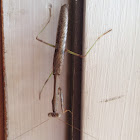 Carolina Mantis, male