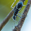 Broad-headed bug nymph