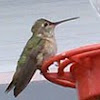 Calliope Hummingbird ?