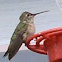 Calliope Hummingbird ?