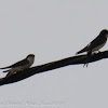 Red-rumped Swallow; Golondrina Daurica