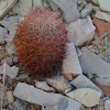 Johnson's Fishhook Cactus