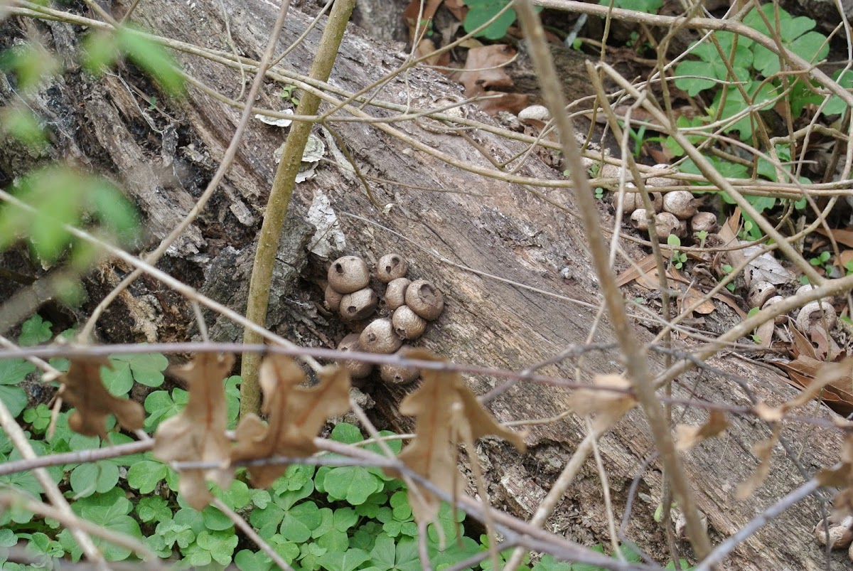 Puffball Mushrooms