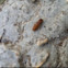 Termite