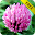 Biology - Plant Morphology Download on Windows