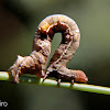 Looper or Geometrid moth caterpillar
