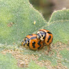 6-Spotted Zigzag Ladybird Beetle