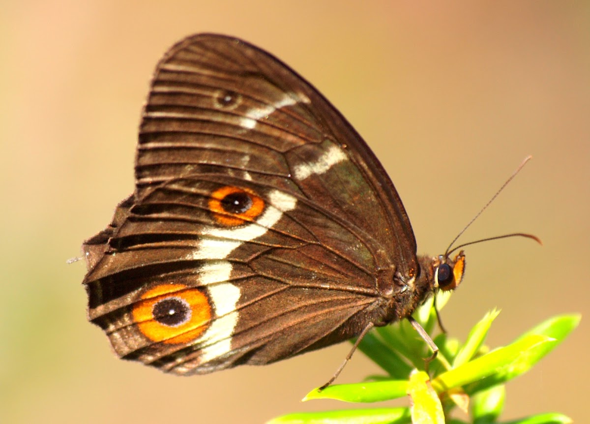 Varied Swordgrass Brown Butterfly