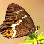 Varied Swordgrass Brown Butterfly