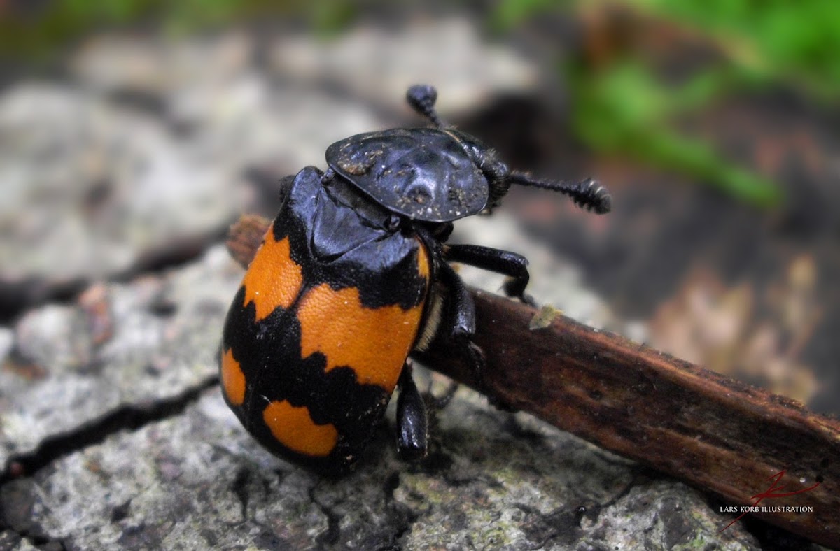 Boreal Carrion Beetle