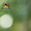 Horned spider Gasteracantha arcuata.