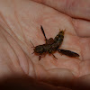 Gold-and-brown Rove Beetle