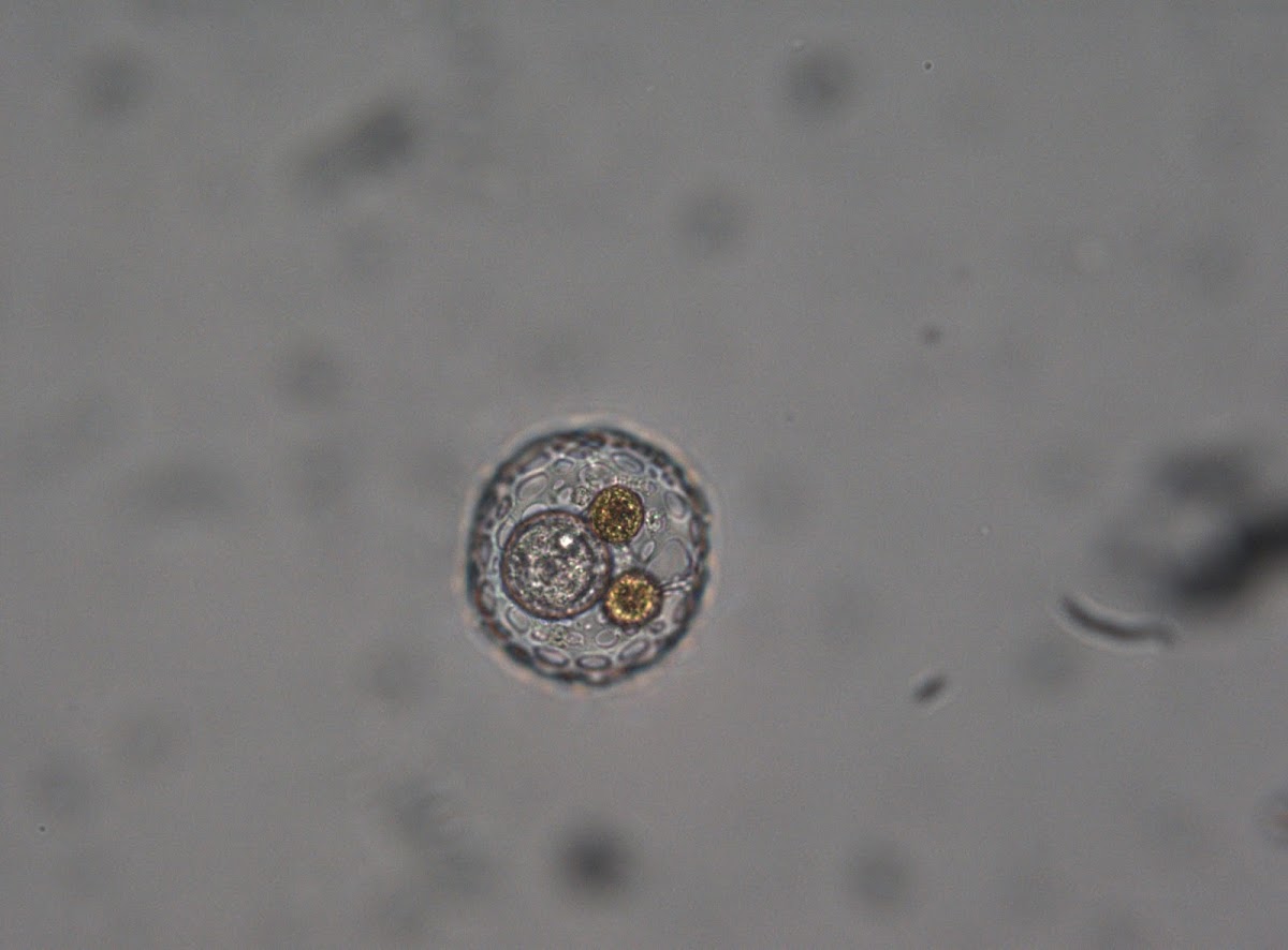 Centric Diatom