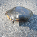 Painted Turtle