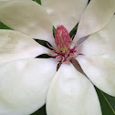magnolia obovata