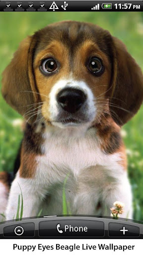 Puppy Beagle Live Wallpaper v1.08