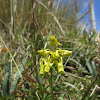 American spurred gentian