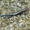 Southeastern Five-Lined Skink