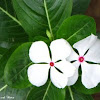 Madagascar Periwinkle